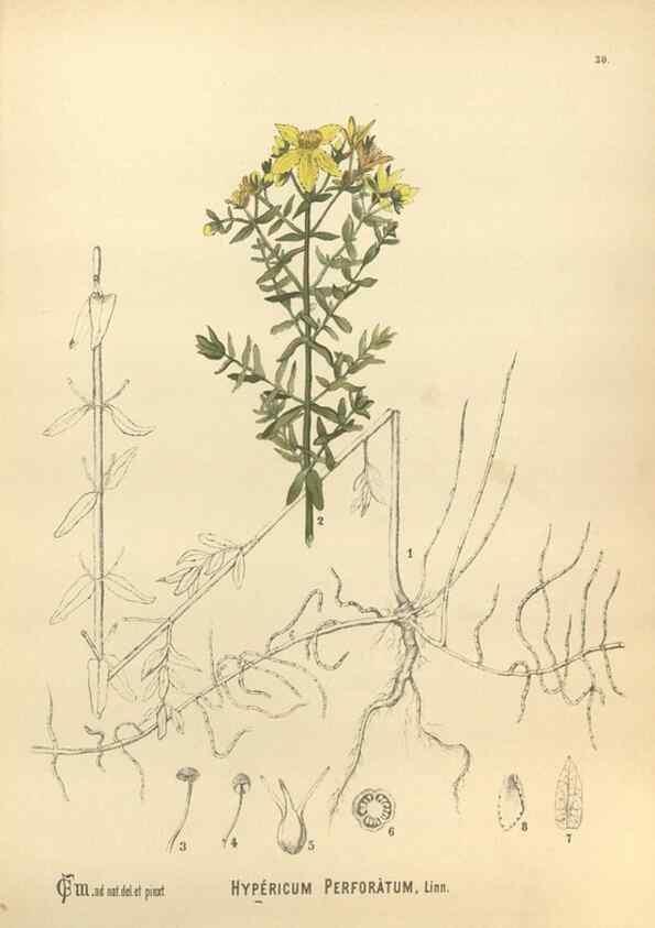 Reproducción/Reproduction 30061149162: Medicinal plants :. Philadelphia :J.C. Yorston,1892.