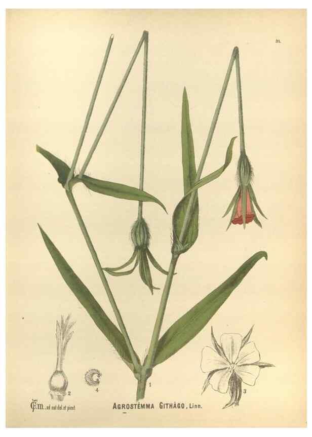 Reproducción/Reproduction 29546687773: Medicinal plants :. Philadelphia :J.C. Yorston,1892.