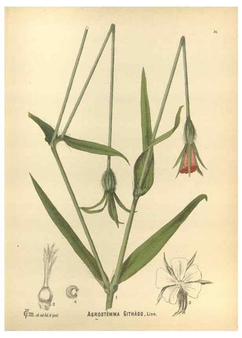 Reproducción/Reproduction 29546687773: Medicinal plants :. Philadelphia :J.C. Yorston,1892.