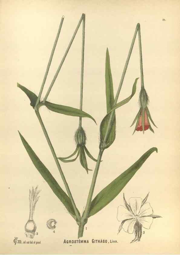 Reproducción/Reproduction 29546687773: Medicinal plants :. Philadelphia :J.C. Yorston,1892.