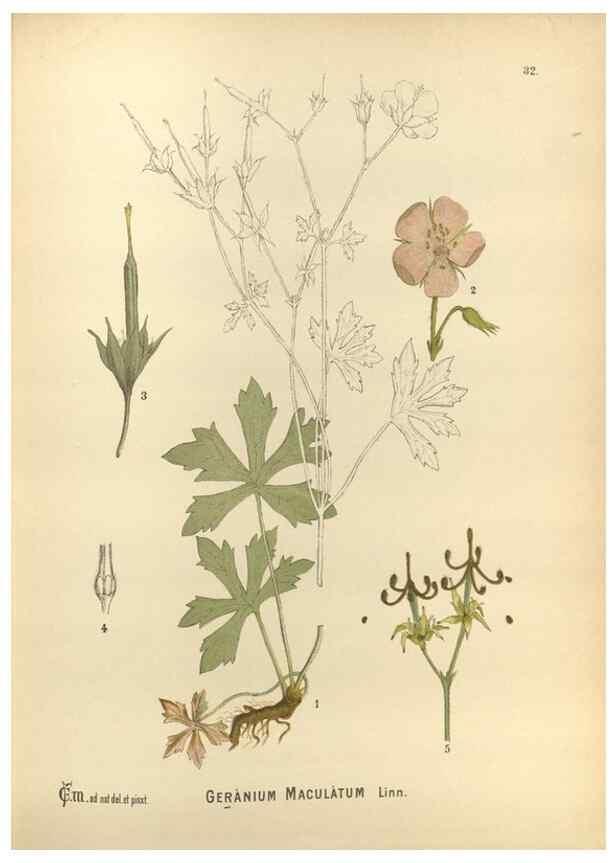 Reproducción/Reproduction 30175796665: Medicinal plants :. Philadelphia :J.C. Yorston,1892.