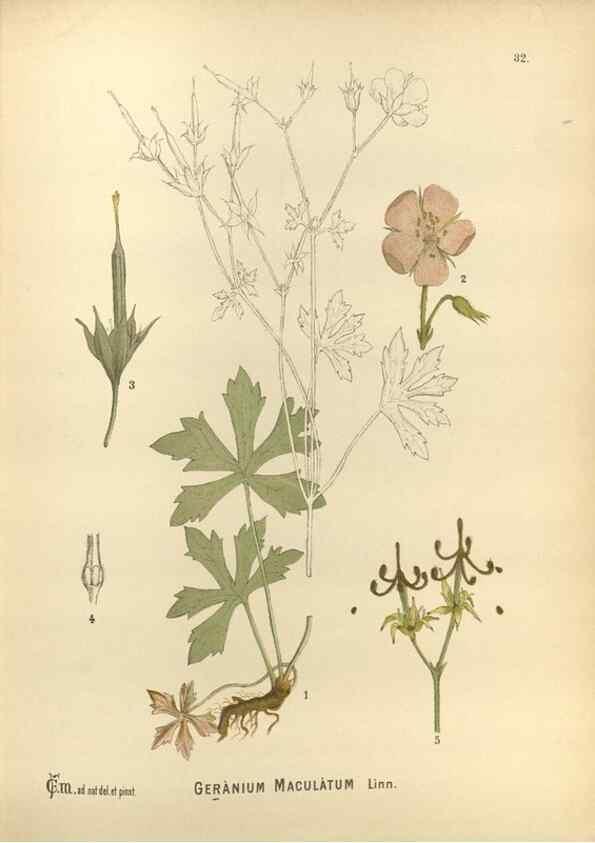 Reproducción/Reproduction 30175796665: Medicinal plants :. Philadelphia :J.C. Yorston,1892.