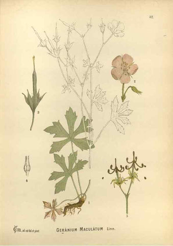 Reproducción/Reproduction 30175796665: Medicinal plants :. Philadelphia :J.C. Yorston,1892.