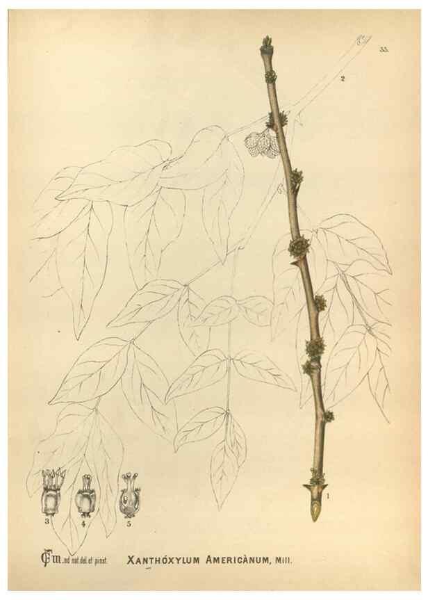 Reproducción/Reproduction 29546692023: Medicinal plants :. Philadelphia :J.C. Yorston,1892.