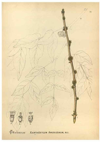 Reproducción/Reproduction 29546692023: Medicinal plants :. Philadelphia :J.C. Yorston,1892.