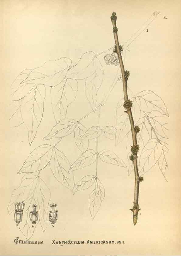 Reproducción/Reproduction 29546692023: Medicinal plants :. Philadelphia :J.C. Yorston,1892.