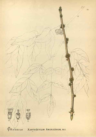 Reproducción/Reproduction 29546692023: Medicinal plants :. Philadelphia :J.C. Yorston,1892.