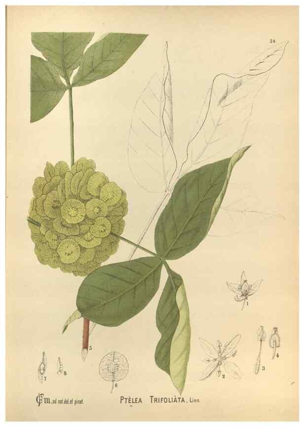 Reproducción/Reproduction 30061158452: Medicinal plants :. Philadelphia :J.C. Yorston,1892.