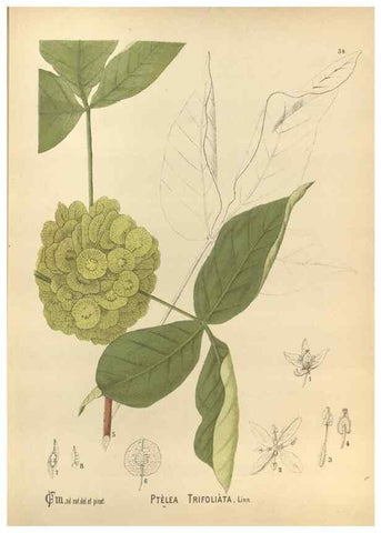 Reproducción/Reproduction 30061158452: Medicinal plants :. Philadelphia :J.C. Yorston,1892.