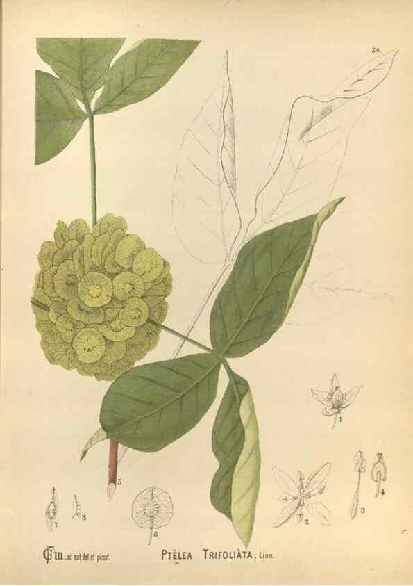 Reproducción/Reproduction 30061158452: Medicinal plants :. Philadelphia :J.C. Yorston,1892.