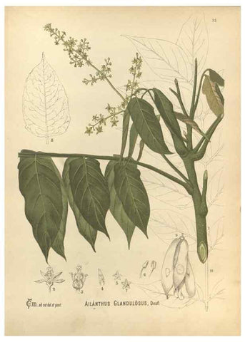 Reproducción/Reproduction 29546851954: Medicinal plants :. Philadelphia :J.C. Yorston,1892.
