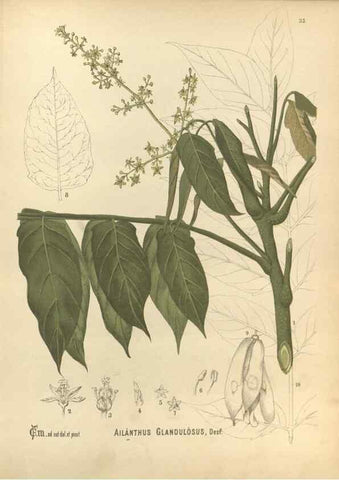 Reproducción/Reproduction 29546851954: Medicinal plants :. Philadelphia :J.C. Yorston,1892.