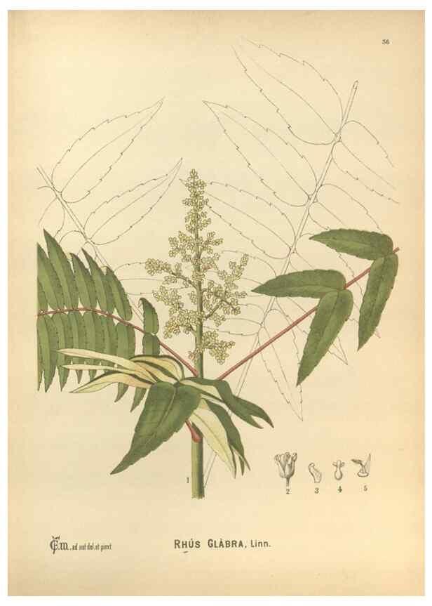 Reproducción/Reproduction 30061164212: Medicinal plants :. Philadelphia :J.C. Yorston,1892.