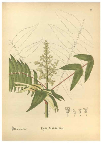 Reproducción/Reproduction 30061164212: Medicinal plants :. Philadelphia :J.C. Yorston,1892.
