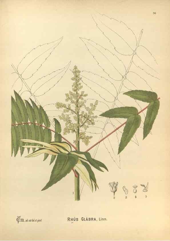 Reproducción/Reproduction 30061164212: Medicinal plants :. Philadelphia :J.C. Yorston,1892.