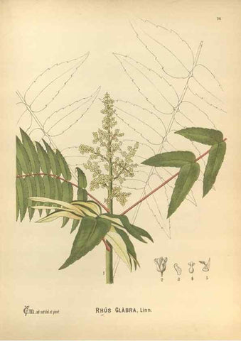Reproducción/Reproduction 30061164212: Medicinal plants :. Philadelphia :J.C. Yorston,1892.