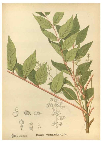 Reproducción/Reproduction 30141211086: Medicinal plants :. Philadelphia :J.C. Yorston,1892.