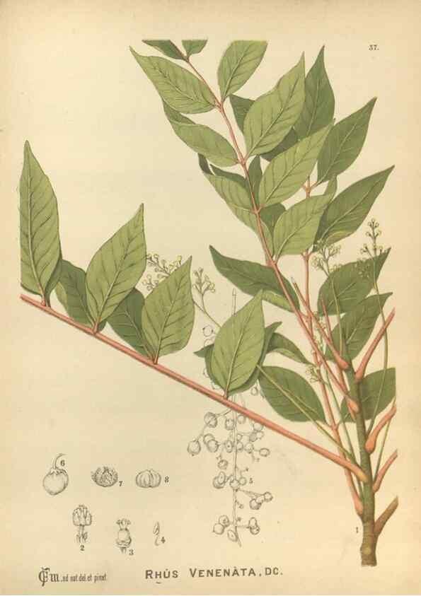 Reproducción/Reproduction 30141211086: Medicinal plants :. Philadelphia :J.C. Yorston,1892.