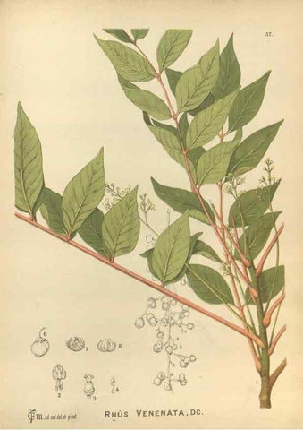 Reproducción/Reproduction 30141211086: Medicinal plants :. Philadelphia :J.C. Yorston,1892.