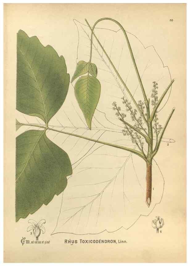 Reproducción/Reproduction 30091158131: Medicinal plants :. Philadelphia :J.C. Yorston,1892.