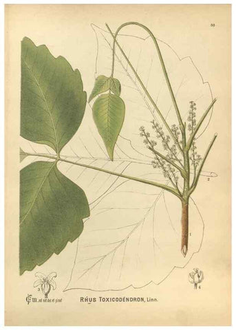 Reproducción/Reproduction 30091158131: Medicinal plants :. Philadelphia :J.C. Yorston,1892.