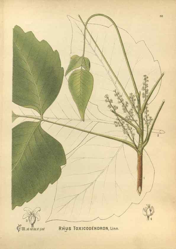 Reproducción/Reproduction 30091158131: Medicinal plants :. Philadelphia :J.C. Yorston,1892.