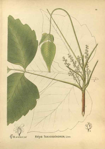 Reproducción/Reproduction 30091158131: Medicinal plants :. Philadelphia :J.C. Yorston,1892.