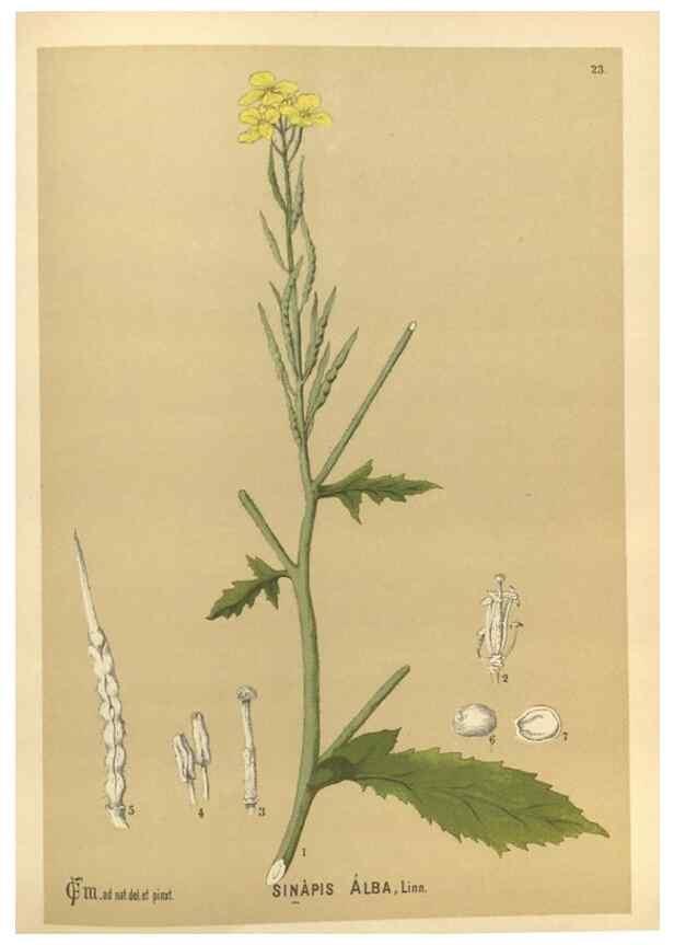 Reproducción/Reproduction 30091125091: Medicinal plants :. Philadelphia :J.C. Yorston,1892.