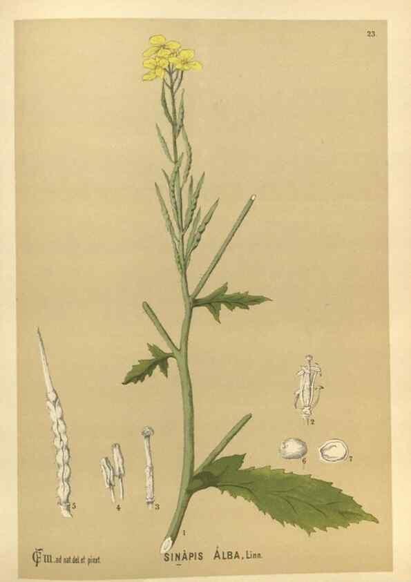 Reproducción/Reproduction 30091125091: Medicinal plants :. Philadelphia :J.C. Yorston,1892.