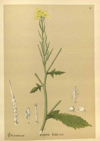 Reproducción/Reproduction 30091125091: Medicinal plants :. Philadelphia :J.C. Yorston,1892.