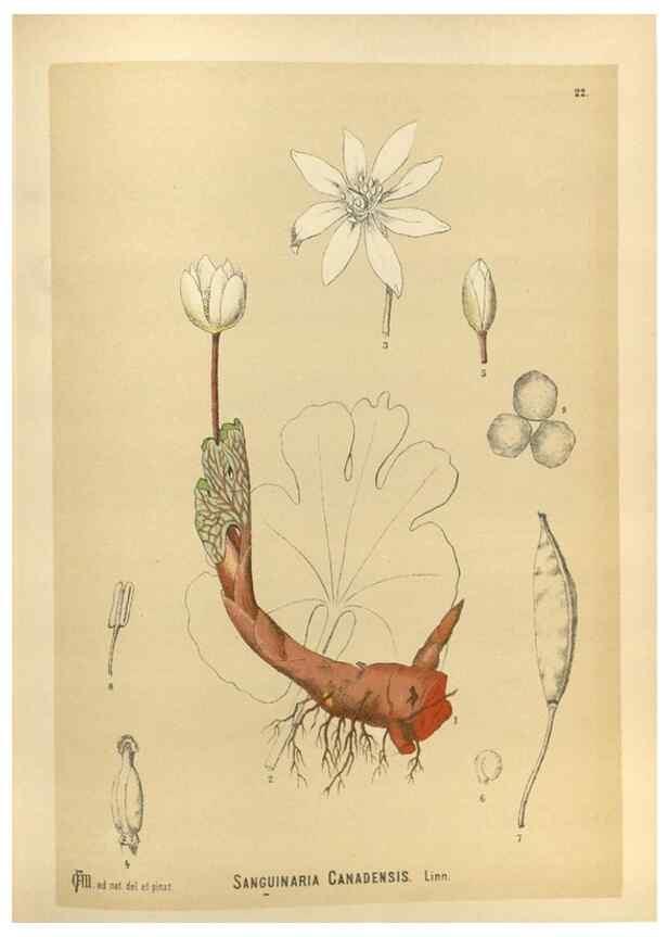 Reproducción/Reproduction 30091122311: Medicinal plants :. Philadelphia :J.C. Yorston,1892.