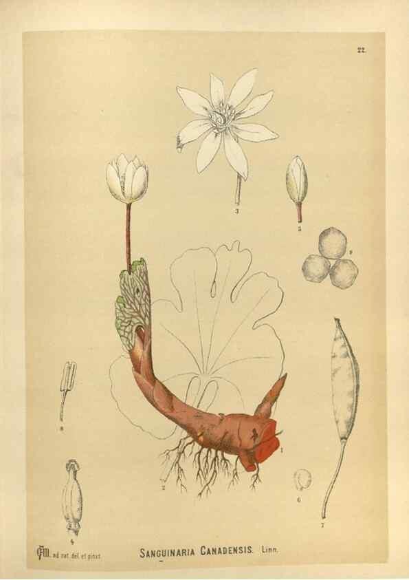 Reproducción/Reproduction 30091122311: Medicinal plants :. Philadelphia :J.C. Yorston,1892.