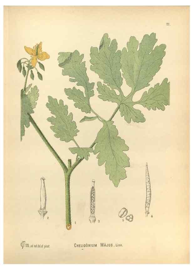 Reproducción/Reproduction 30091119131: Medicinal plants :. Philadelphia :J.C. Yorston,1892.