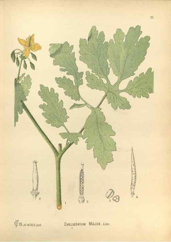 Reproducción/Reproduction 30091119131: Medicinal plants :. Philadelphia :J.C. Yorston,1892.