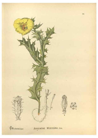 Reproducción/Reproduction 30141066706: Medicinal plants :. Philadelphia :J.C. Yorston,1892.