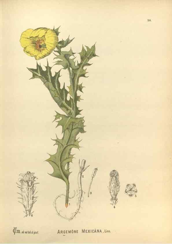 Reproducción/Reproduction 30141066706: Medicinal plants :. Philadelphia :J.C. Yorston,1892.