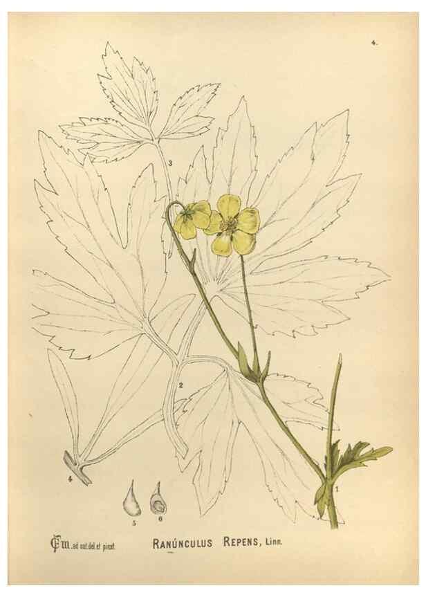 Reproducción/Reproduction 29546693474: Medicinal plants :. Philadelphia :J.C. Yorston,1892.