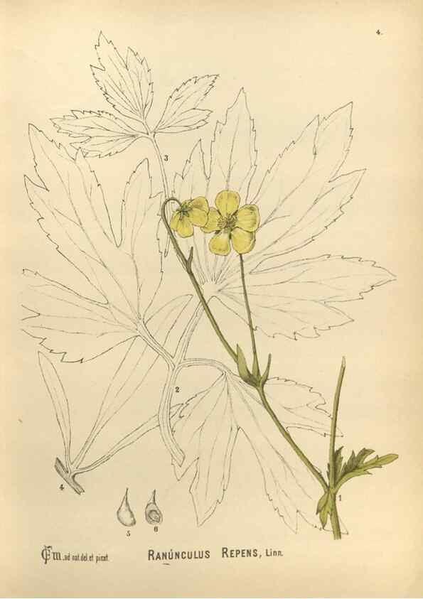 Reproducción/Reproduction 29546693474: Medicinal plants :. Philadelphia :J.C. Yorston,1892.
