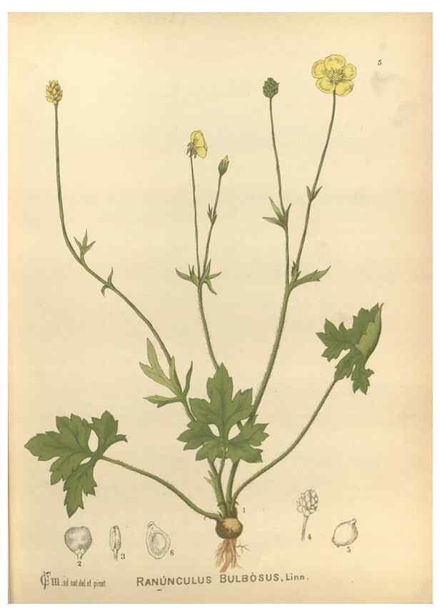 Reproducción/Reproduction 29546537893: Medicinal plants :. Philadelphia :J.C. Yorston,1892.