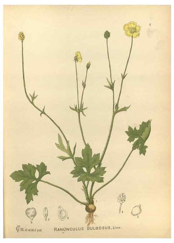 Reproducción/Reproduction 29546537893: Medicinal plants :. Philadelphia :J.C. Yorston,1892.