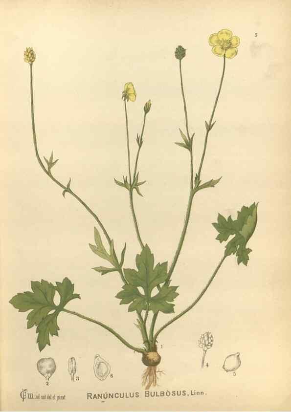 Reproducción/Reproduction 29546537893: Medicinal plants :. Philadelphia :J.C. Yorston,1892.