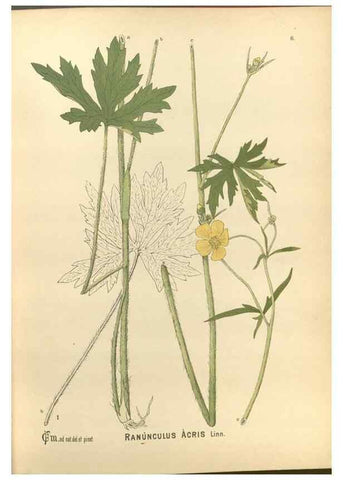 Reproducción/Reproduction 29546698684: Medicinal plants :. Philadelphia :J.C. Yorston,1892.