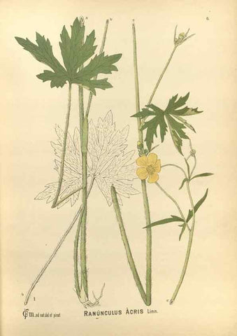 Reproducción/Reproduction 29546698684: Medicinal plants :. Philadelphia :J.C. Yorston,1892.