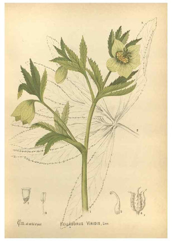 Reproducción/Reproduction 29546703284: Medicinal plants :. Philadelphia :J.C. Yorston,1892.