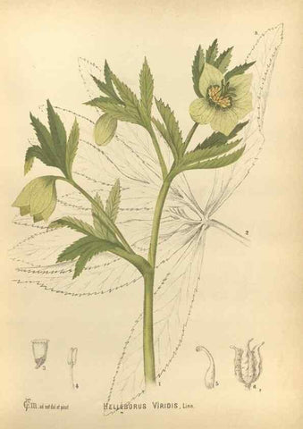 Reproducción/Reproduction 29546703284: Medicinal plants :. Philadelphia :J.C. Yorston,1892.
