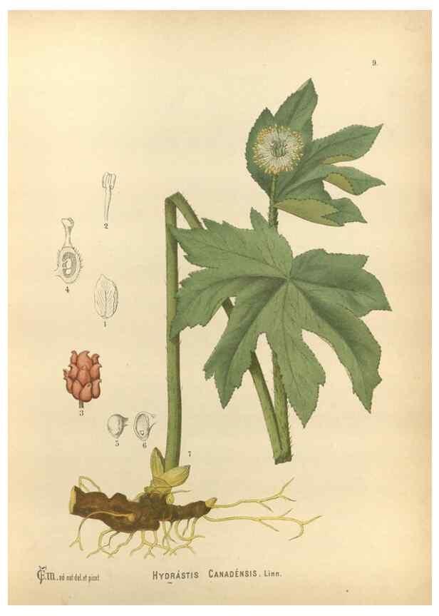 Reproducción/Reproduction 30175651345: Medicinal plants :. Philadelphia :J.C. Yorston,1892.