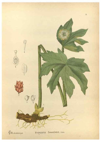 Reproducción/Reproduction 30175651345: Medicinal plants :. Philadelphia :J.C. Yorston,1892.
