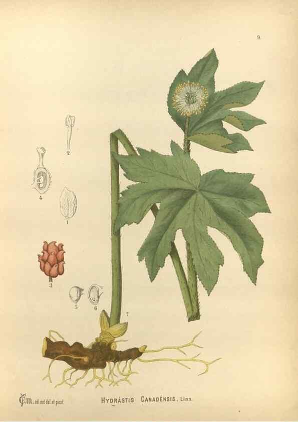 Reproducción/Reproduction 30175651345: Medicinal plants :. Philadelphia :J.C. Yorston,1892.