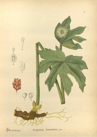 Reproducción/Reproduction 30175651345: Medicinal plants :. Philadelphia :J.C. Yorston,1892.