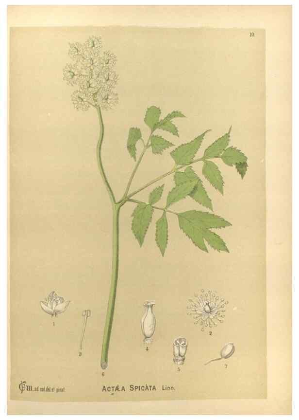 Reproducción/Reproduction 30141037136: Medicinal plants :. Philadelphia :J.C. Yorston,1892.